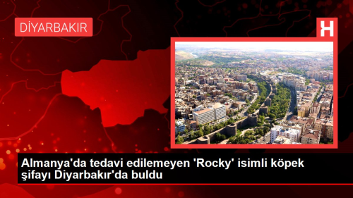 Almanya'da tedavi edilemeyen 'Rocky' isimli kpek ifay Diyarbakr'da buldu