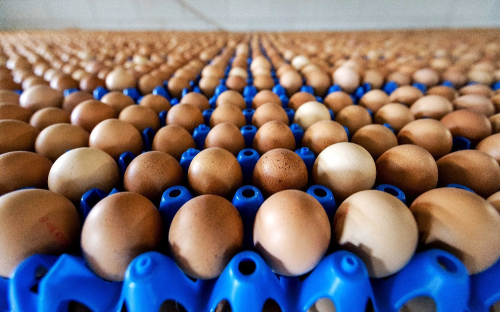 Avrupa'da Milyonlarca Yumurtada Bcek ldrc la kt