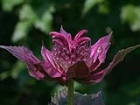 Bergamot - Sedir