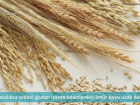 Çölyak Nedir?