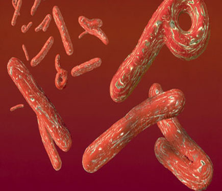 Ebola Virsnn Tedavisi Bulundu
