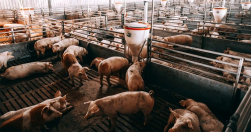 G4 EA H1N1 nedir? Yeni domuz gribi virs nedir? Yeni domuz gribi virs pandemiye neden olur mu?