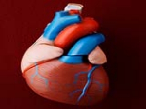 Kalp Krizinde Her Geen Dakika Kalp Kasna Zarar Veriyor    