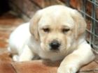 Köpekler Kanserin Kokusunu Alıyor!