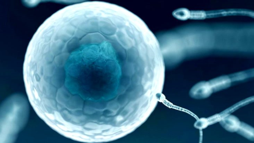 Koronavirs hastalarnda sperm dkl ve ksrlk tespit edildi