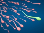 Mükemmel Sperm Nasıl Olmalıdır.?