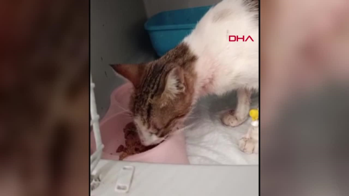 Otomobil arpmas sonucu yaralanan sokak kedisine tedavi