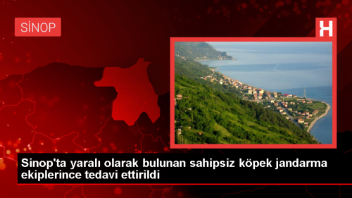 Sinop'ta yaral olarak bulunan sahipsiz kpek jandarma ekiplerince tedavi ettirildi