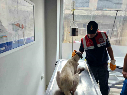 Sinop'ta yardma muhta kpek jandarma tarafndan veterinere teslim edildi