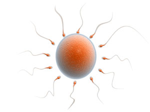 Tp Bebek Tedavisinde ''Sperm Kalitesi'' nemlidir!