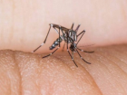 Zika'y Bulatran Aedes Cinsi Sivrisinek Trkiye'de de Var