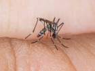Zika'y� Bula�t�ran Aedes Cinsi Sivrisinek T�rkiye'de de Var