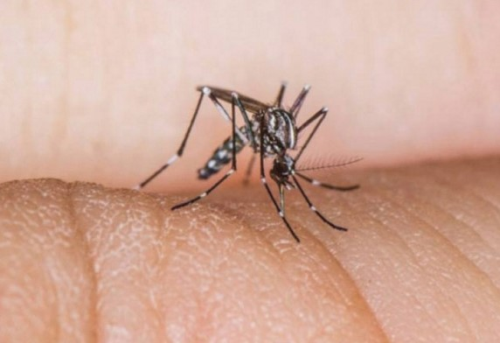 Zika'y Bulatran Aedes Cinsi Sivrisinek Trkiye'de de Var