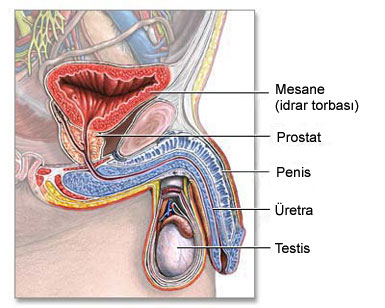 Prostat