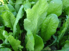2 Ayda Tere �le Kanser Riskini %10 Azalt�n!