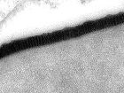 30 Bin Y�ld�r Uyuyan Vir�s Canland�