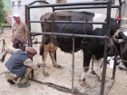 70 Ya��ndaki Halil Oru�, �neklerin T�rnak Bak�m�n� Yap�yor