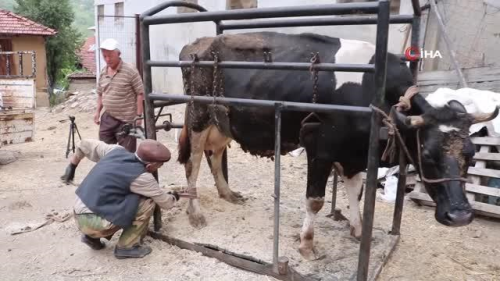 70 Yandaki Halil Oru, neklerin Trnak Bakmn Yapyor