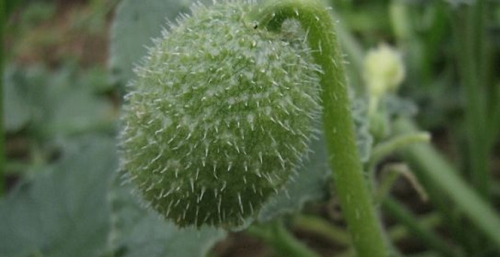 'Acı Kavun'un 2 Gramı Bile Öldürüyor