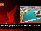 Adana'da a�a� kesimi s�ras�nda kaza: Bir ki�i hayat�n� kaybetti