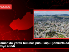 Ad�yaman'da yaral� bulunan puhu ku�u �anl�urfa'da tedavi alt�na al�nd�