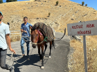 Ad�yaman'�n Gerger il�esinde kuduzlu at tespit edildi, k�y karantinaya al�nd�