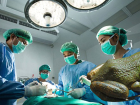 A�r�lar�ndan Kurtulmak ��in 3 Tane Kurba�a Yedi, G��s�nden Devasa Bir Solucan ��kart�ld�