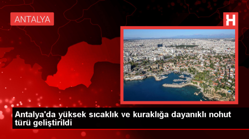 Akdeniz niversitesi'nde yksek scaklk ve kurakla dayankl nohut tr gelitirildi