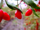 Aksaray'ın gençlik iksiri 'Goji Berry' hücreleri yeniliyor