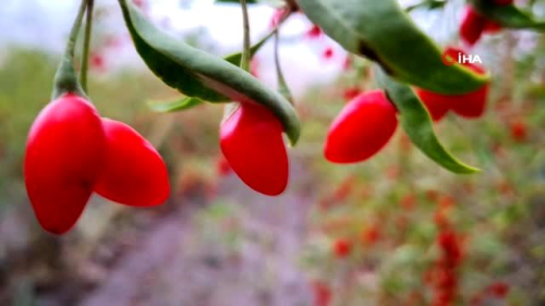 Aksaray'n genlik iksiri 'Goji Berry' hcreleri yeniliyor