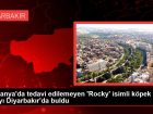 Almanya'da tedavi edilemeyen 'Rocky' isimli k�pek �ifay� Diyarbak�r'da buldu