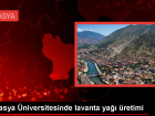Amasya �niversitesi'nde Lavanta Ya�� �retimi Ba�lad�