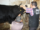 Ani Is� De�i�iklikleri Ayd�n'da Hayvanlar� Olumsuz Etkiledi