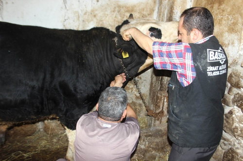 Ani Is Deiiklikleri Aydn'da Hayvanlar Olumsuz Etkiledi