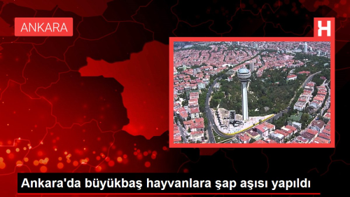 Ankara'da bykba hayvanlara ap as yapld