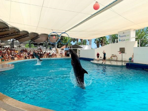 Antalya'da Waterhill Park'ta Yunus ve Fok lmleri
