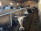 Ardahan'da B�y�kba� Hayvanlar�n Sonbahar �ap A��lama Program� Ba�lad�