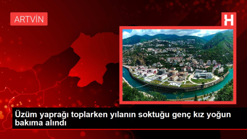Artvin'de zm Yapra Toplarken Ylan Sokan Gen Kz Youn Bakma Alnd
