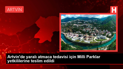 Artvin'de yaral atmaca tedavisi iin Milli Parklar yetkililerine teslim edildi