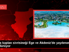 Asya Kaplan Sivrisine�i Ege ve Akdeniz'de H�zla Yay�l�yor