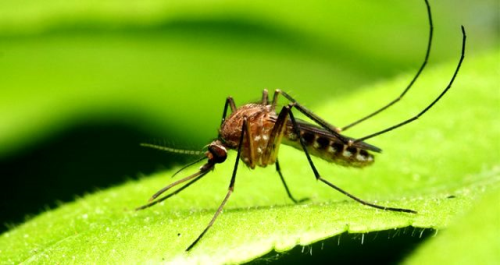 Asya kaplan sivrisinei srnn zararlar nelerdir, srna ne iyi gelir? Asya kaplan sivrisinei nerelerde grlr?