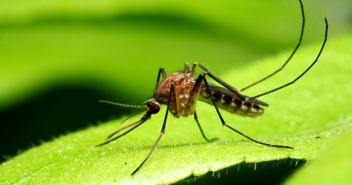 Asya kaplan sivrisinei nedir, nerelerde grlr? Asya kaplan sivrisinei srna ne iyi gelir?