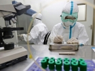 Avustralya'da ebola ��phesi