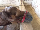 Ayd�n'da Develer Hem Sa�l�k Hem Serinlemek ��in Y�kanmaya Ba�lad�