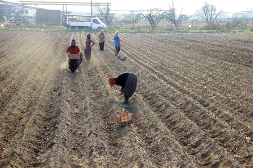 Aydn'da Prasa retimi Artyor
