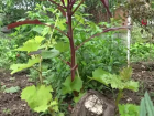 Aztek ve Mayalar�n miras� Amarant bitkisi toprakla bulu�tu