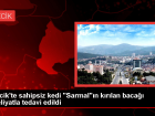 Baca�� K�r�lan Kedi Cerrahi Operasyonla Sa�l���na Kavu�tu
