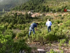 Baklk sistemini glendiren 'Cistus' bitkisinde talep patlamas