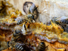 Baklk sisteminin destekisi: Propolis