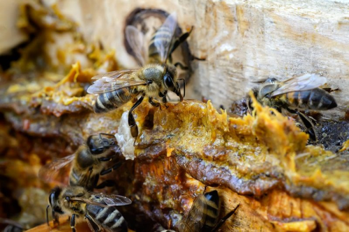 Baklk sisteminin destekisi: Propolis